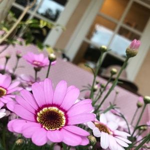 Meet your Posher, Janice